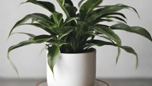 Unlock the Secrets of Home Styling with Indoor Plants