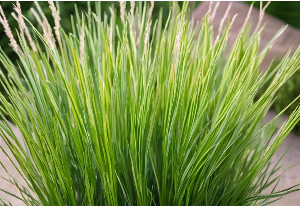 Citronella Grass