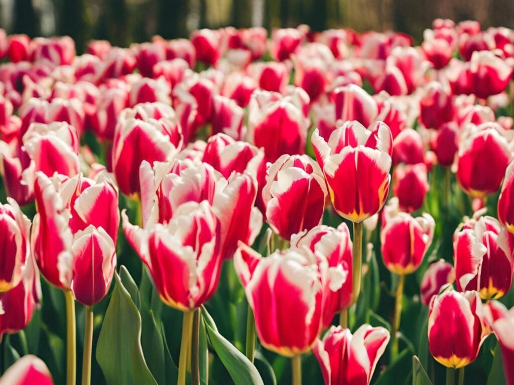 When to Plant Tulips: Essential Tips for New Gardeners